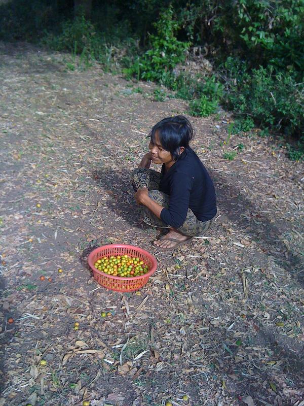 This is Kea's aunt gathering the fruit shaken up by the boy in previous picture. It tasted sweet-and-sour :)